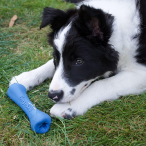 Dog with Beco Pet Toy