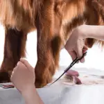 Cocker Spaniel grooming removing matts and using a dog detangler
