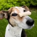 homemade dog treat on dog nose for go green pet care