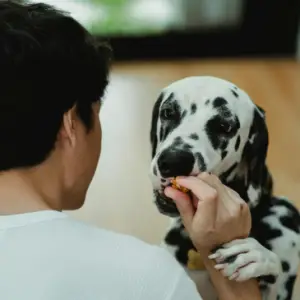 Homemade dog treat for dalmation man handing to dog go green pet care