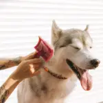 Husky having hair brushed pet grooming for go green pet care