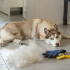 Husky dog lying next to shed fur and brush for dog detangler