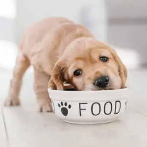 Labrador Puppy eating from big bowl