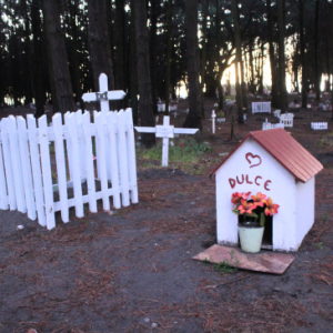 pet loss pet cemeteries dog house and grave go green pet care