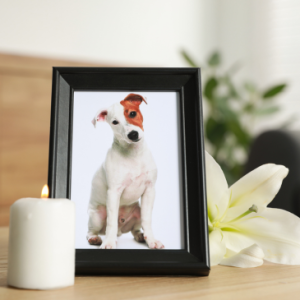 Pet memorial candle, collar and photo, pet loss, go green pet care