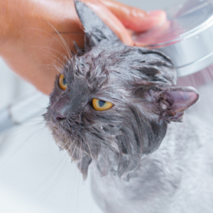 Washing a long haired cat pet grooming