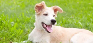 7 Easy Swaps for Eco-Friendly Pet Care. Light cream puppy lying down on green grass. Happy face, mouth open.